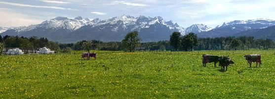 Swiss meadow and cows, rheintal